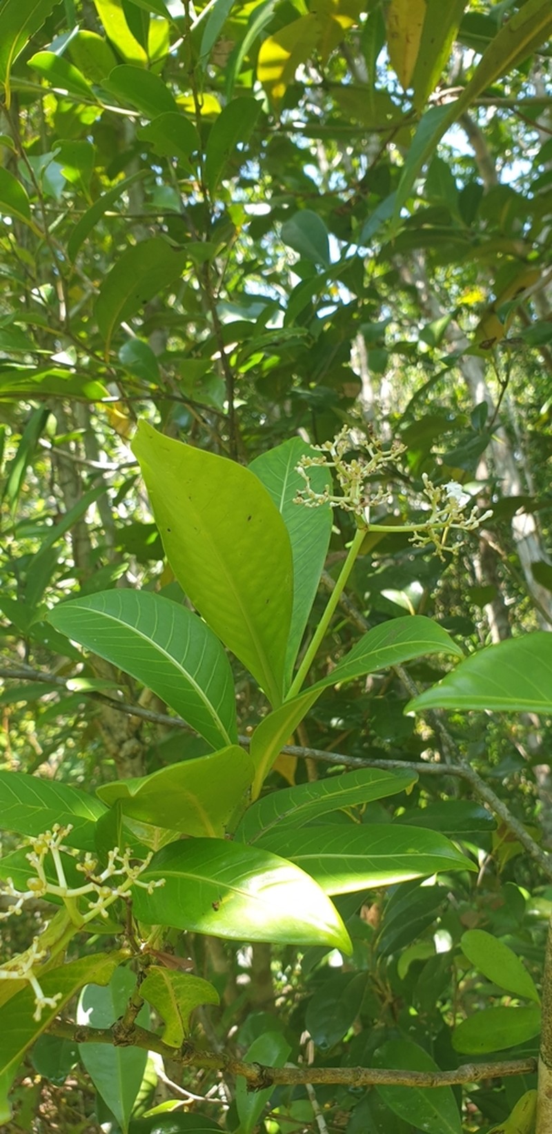 Psychotria lantzii photo 2