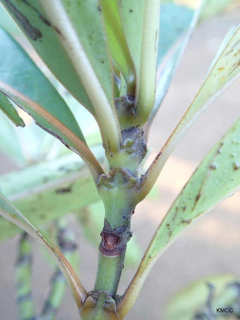 Psychotria lantzii photo 3