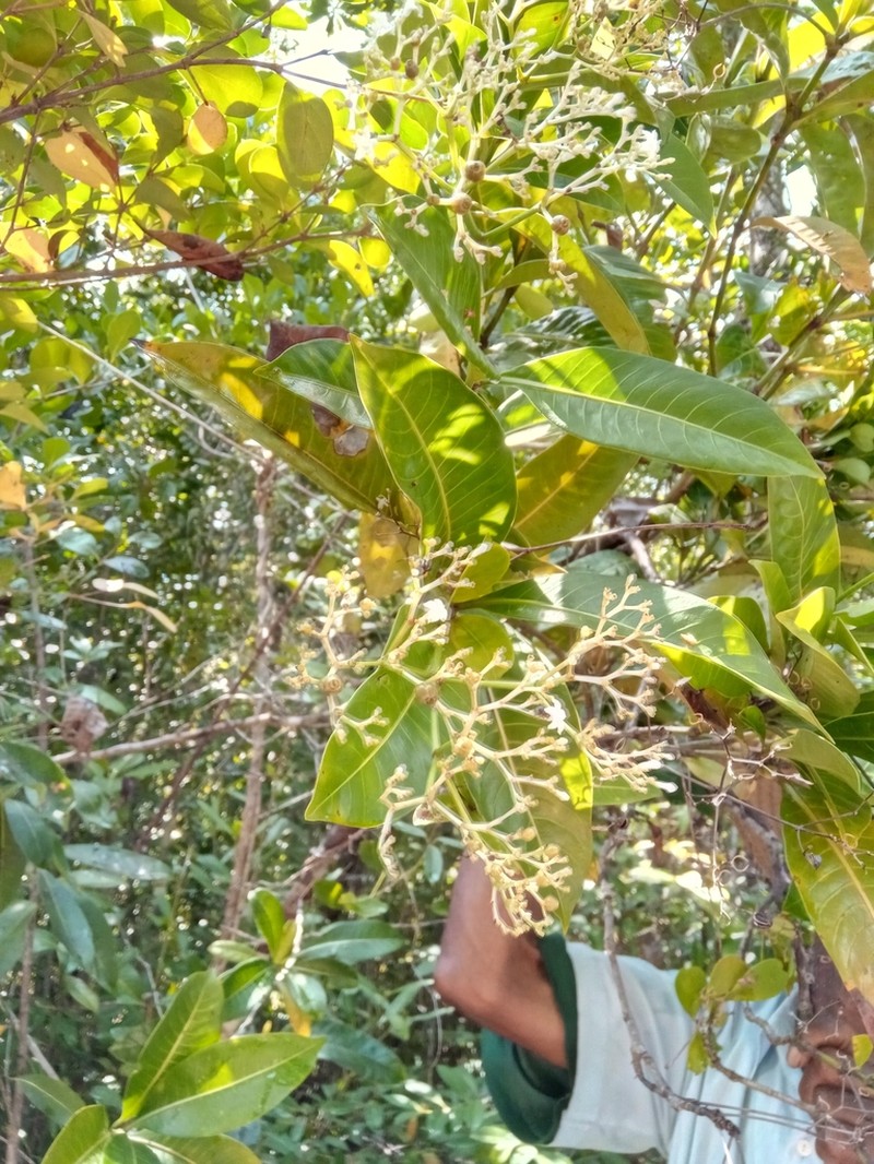 Psychotria lantzii photo 4