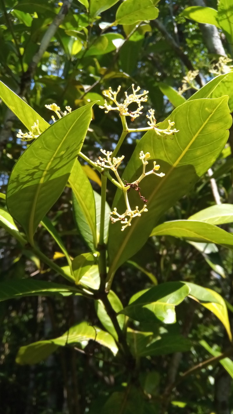 Psychotria lantzii photo 5