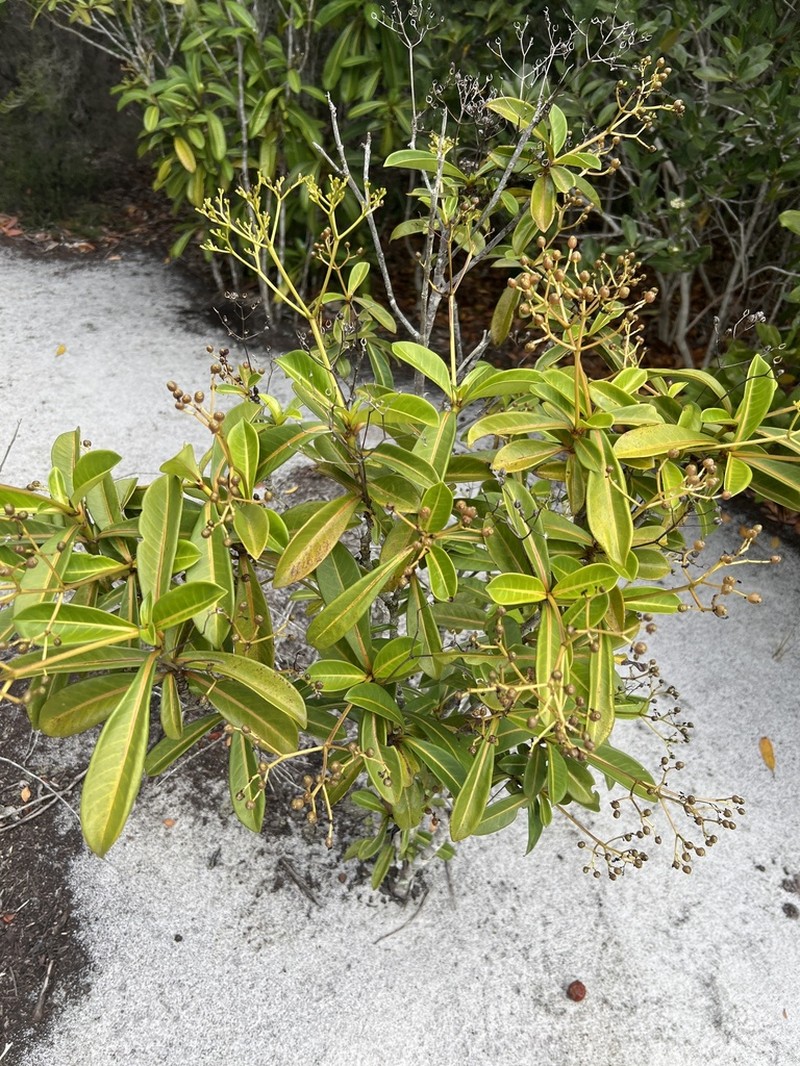Psychotria lantzii photo 6