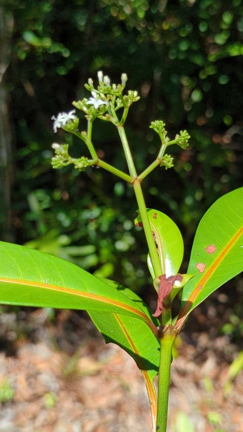 Psychotria lantzii photo 7