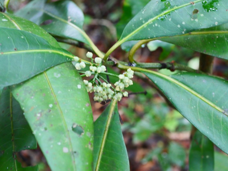 Psychotria lantzii photo 8