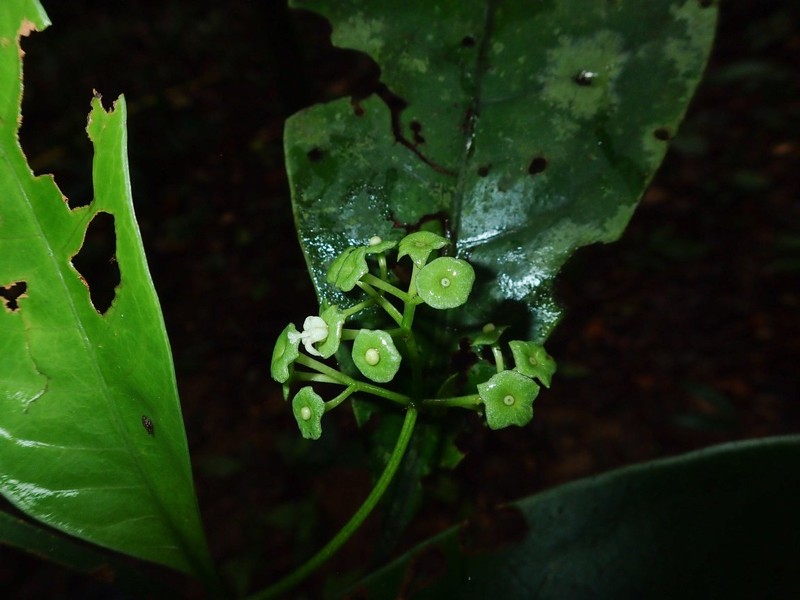 Psychotria laticalyx