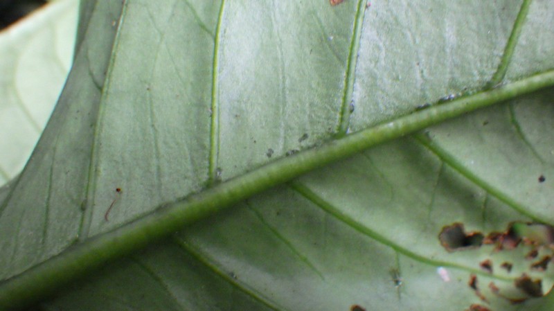 Psychotria laticalyx photo 2