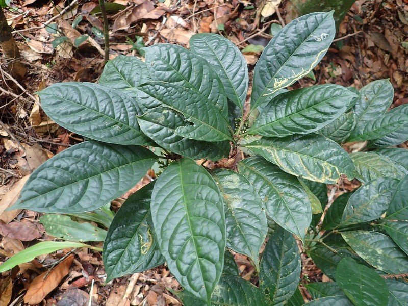 Psychotria laxithyrsa