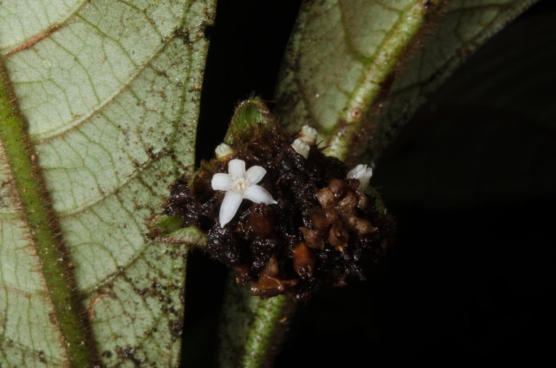 Psychotria ledermannii var. cruciata