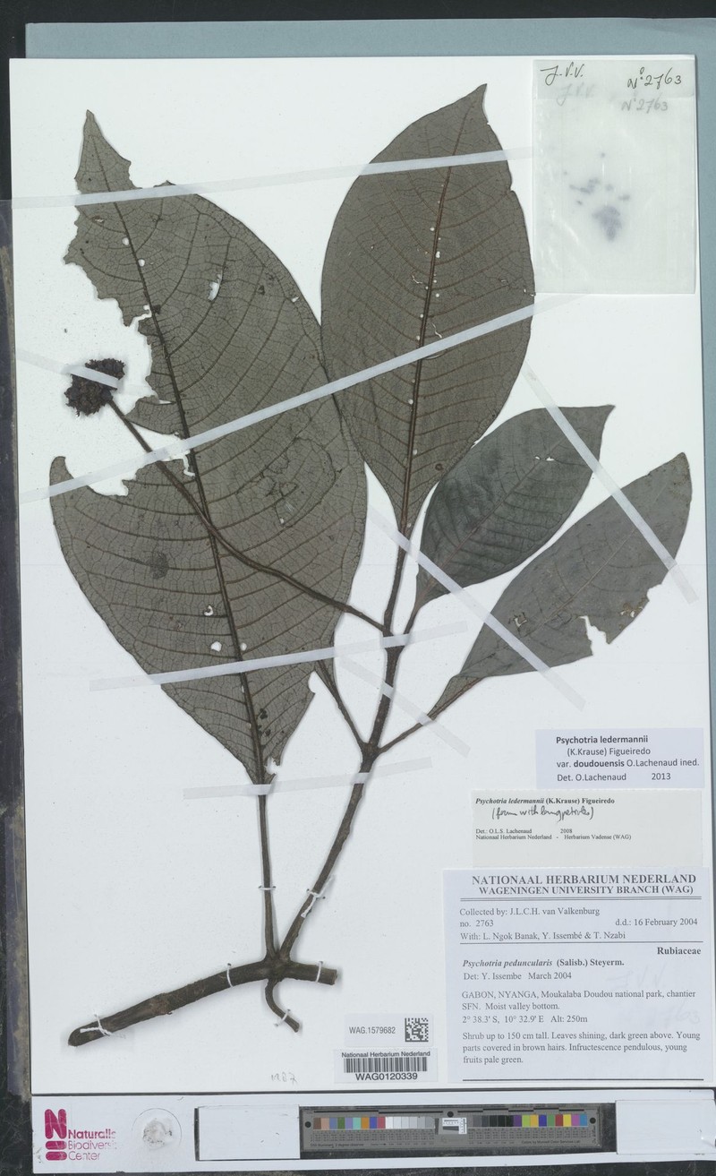 Psychotria ledermannii var. doudouensis