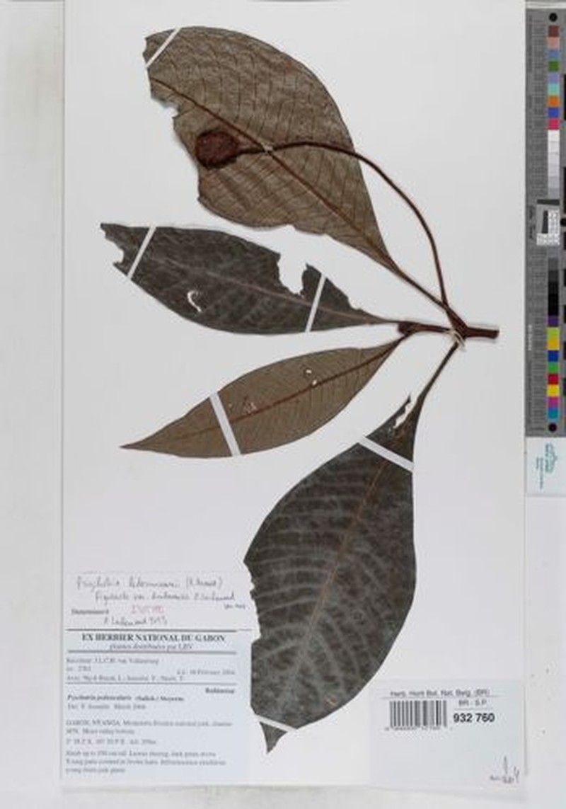 Psychotria ledermannii var. doudouensis photo 2