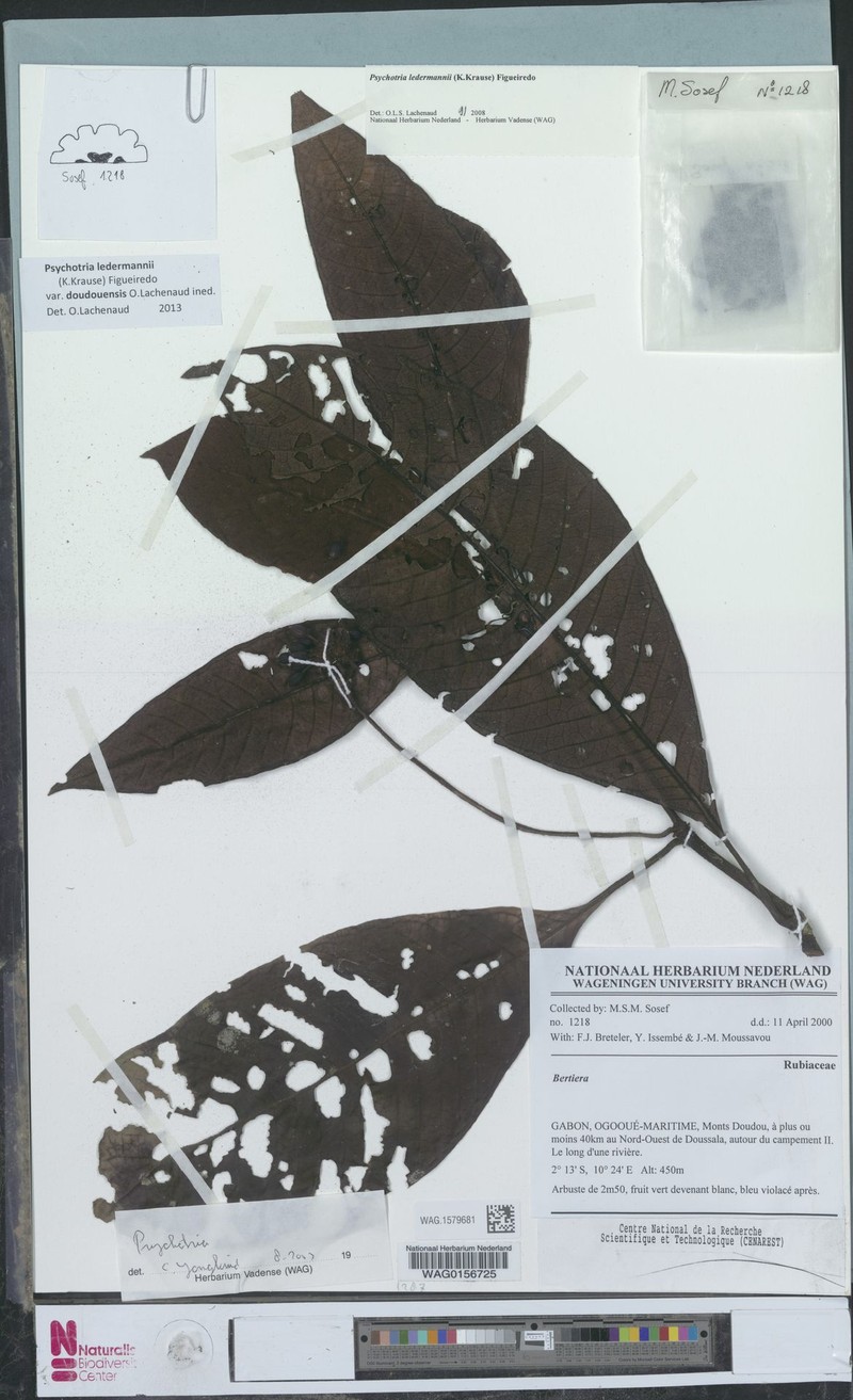 Psychotria ledermannii var. doudouensis photo 3