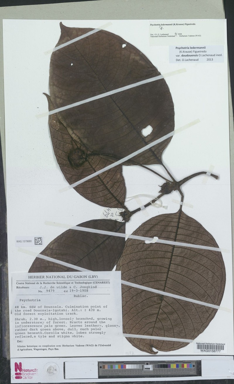 Psychotria ledermannii var. doudouensis photo 4