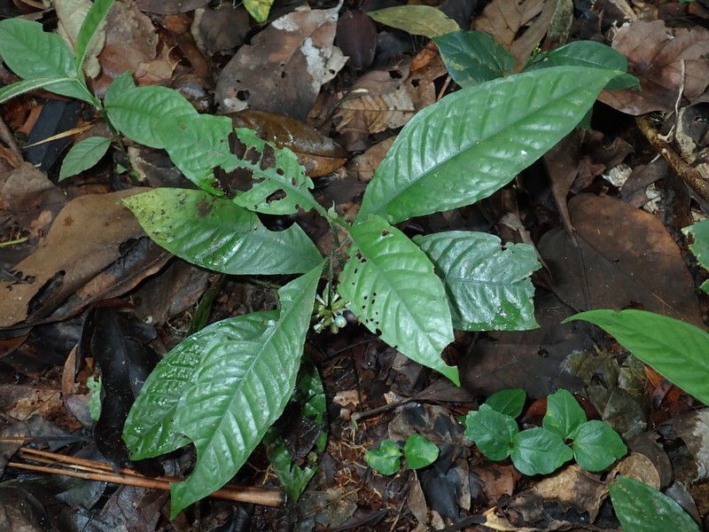 Psychotria ledermannii var. laxipilis