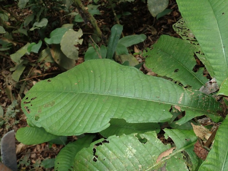 Psychotria ledermannii var. ledermannii