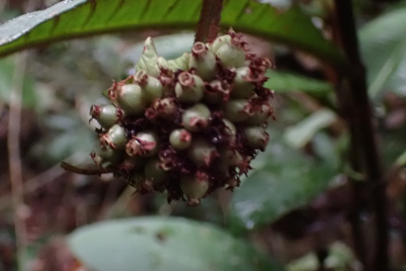 Psychotria ledermannii var. ogoouensis