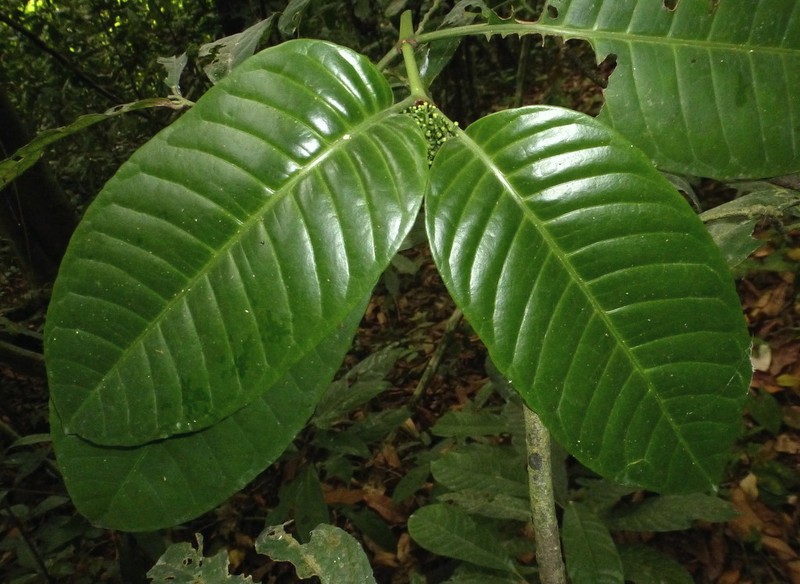 Psychotria leeuwenbergiana