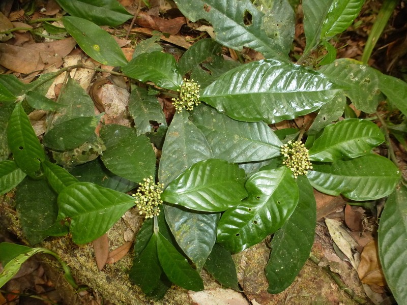 Psychotria leeuwenbergiana photo 2