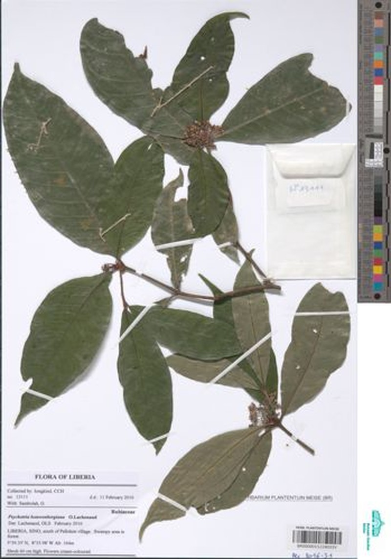 Psychotria leeuwenbergiana photo 4