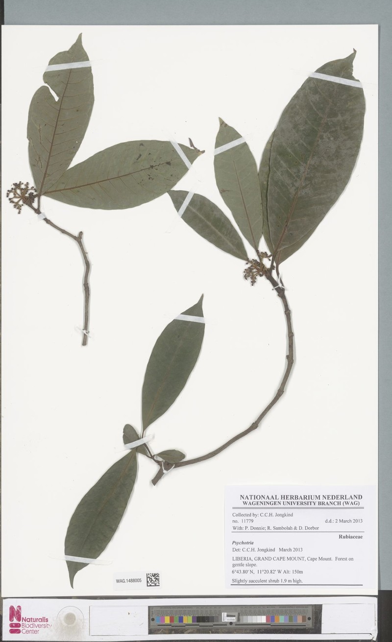 Psychotria leeuwenbergiana photo 5
