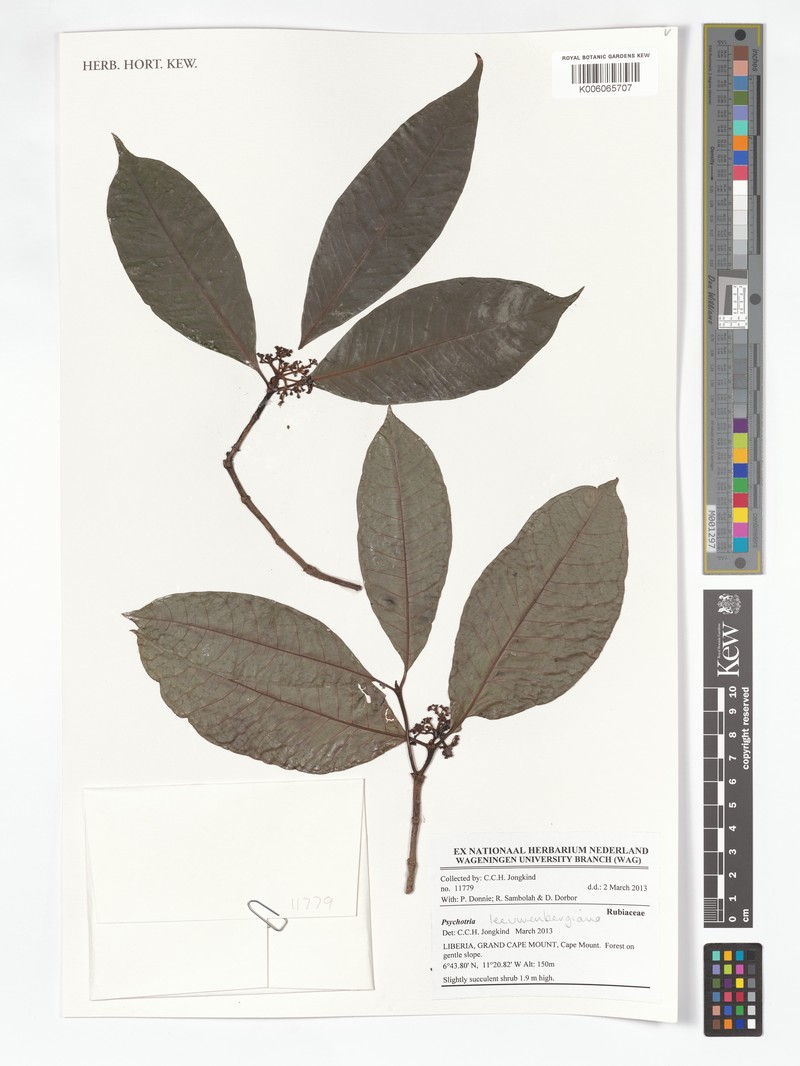 Psychotria leeuwenbergiana photo 6
