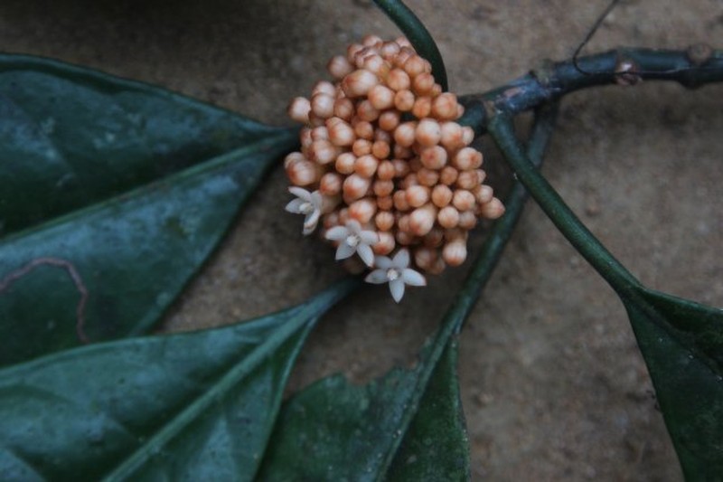 Psychotria lehmbachii