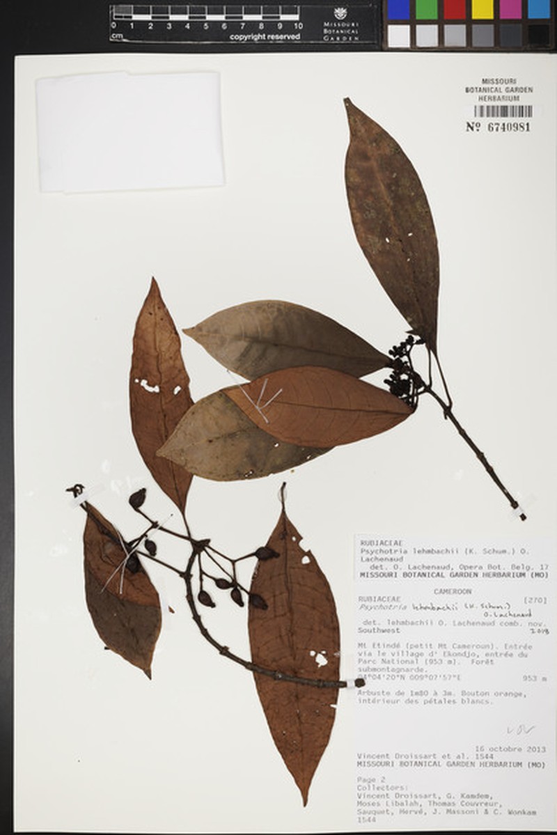 Psychotria lehmbachii photo 2