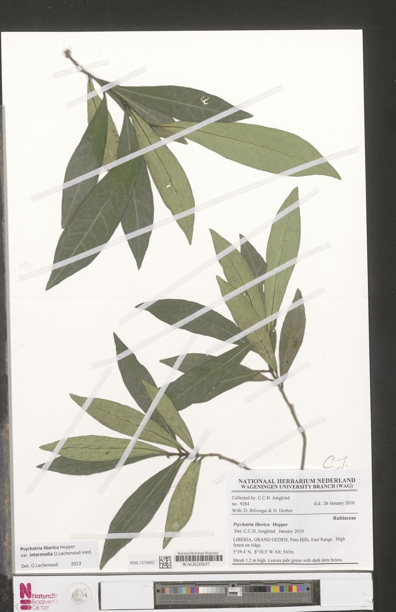 Psychotria liberica var. intermedia