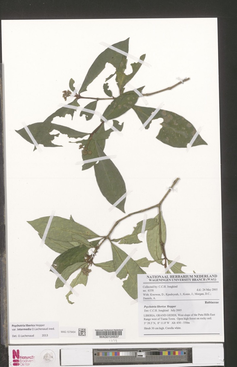 Psychotria liberica var. intermedia photo 2