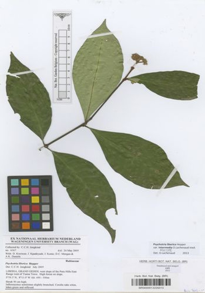 Psychotria liberica var. intermedia photo 3
