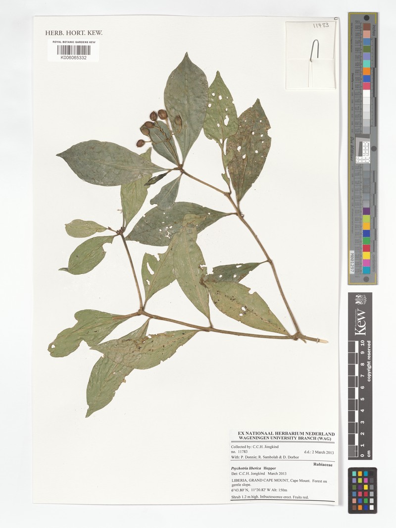 Psychotria liberica var. liberica