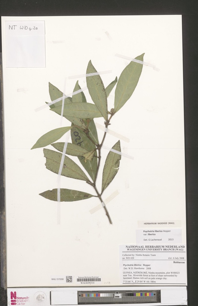 Psychotria liberica var. liberica photo 2