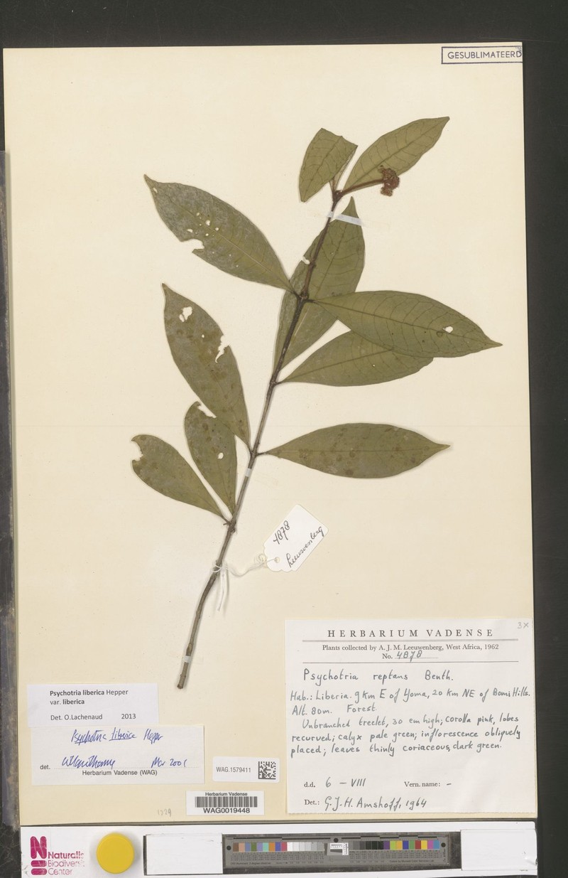 Psychotria liberica var. liberica photo 3