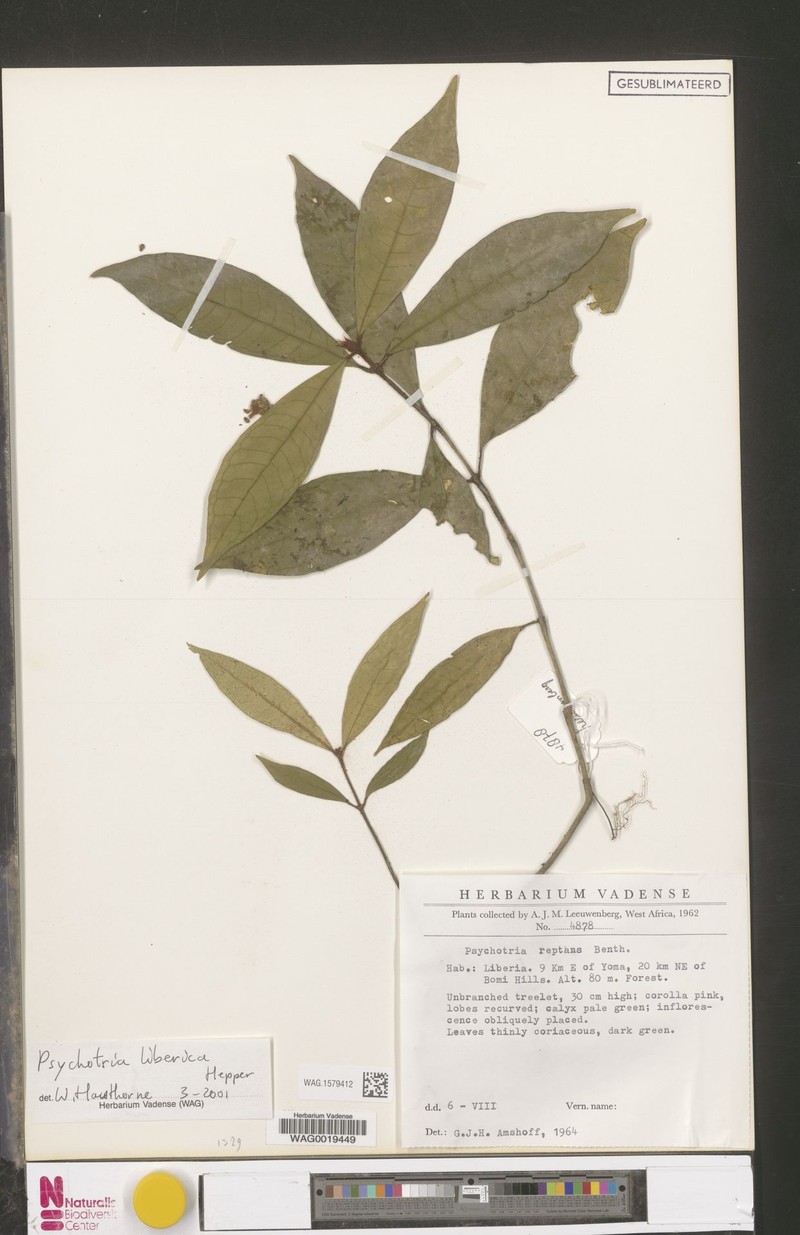Psychotria liberica var. liberica photo 4