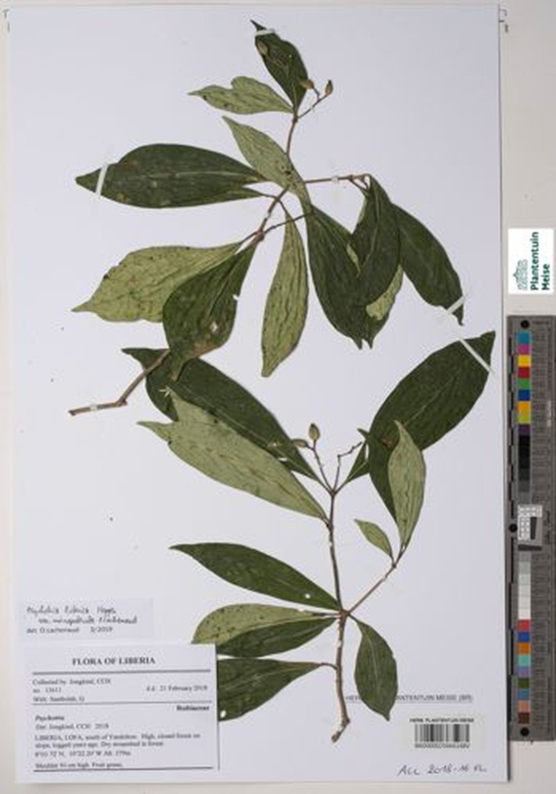 Psychotria liberica var. micropuberula