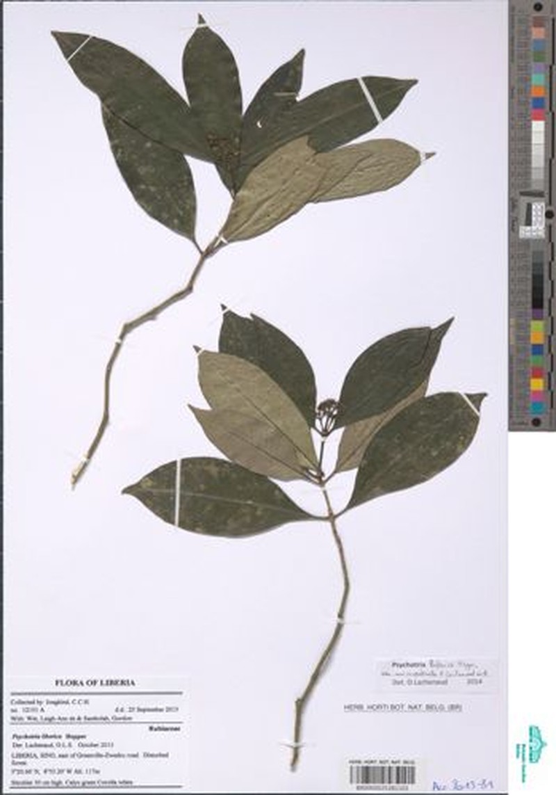 Psychotria liberica var. micropuberula photo 2