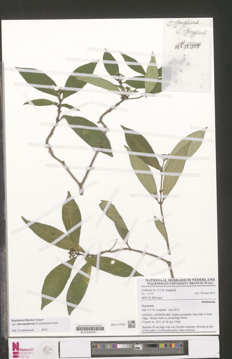 Psychotria liberica var. micropuberula photo 3