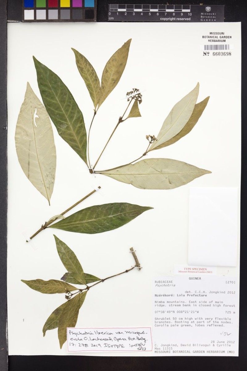 Psychotria liberica var. micropuberula photo 4