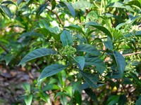 Bahama Wild Coffee