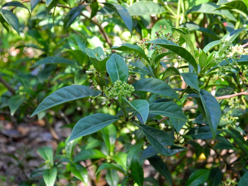 Bahama Wild Coffee