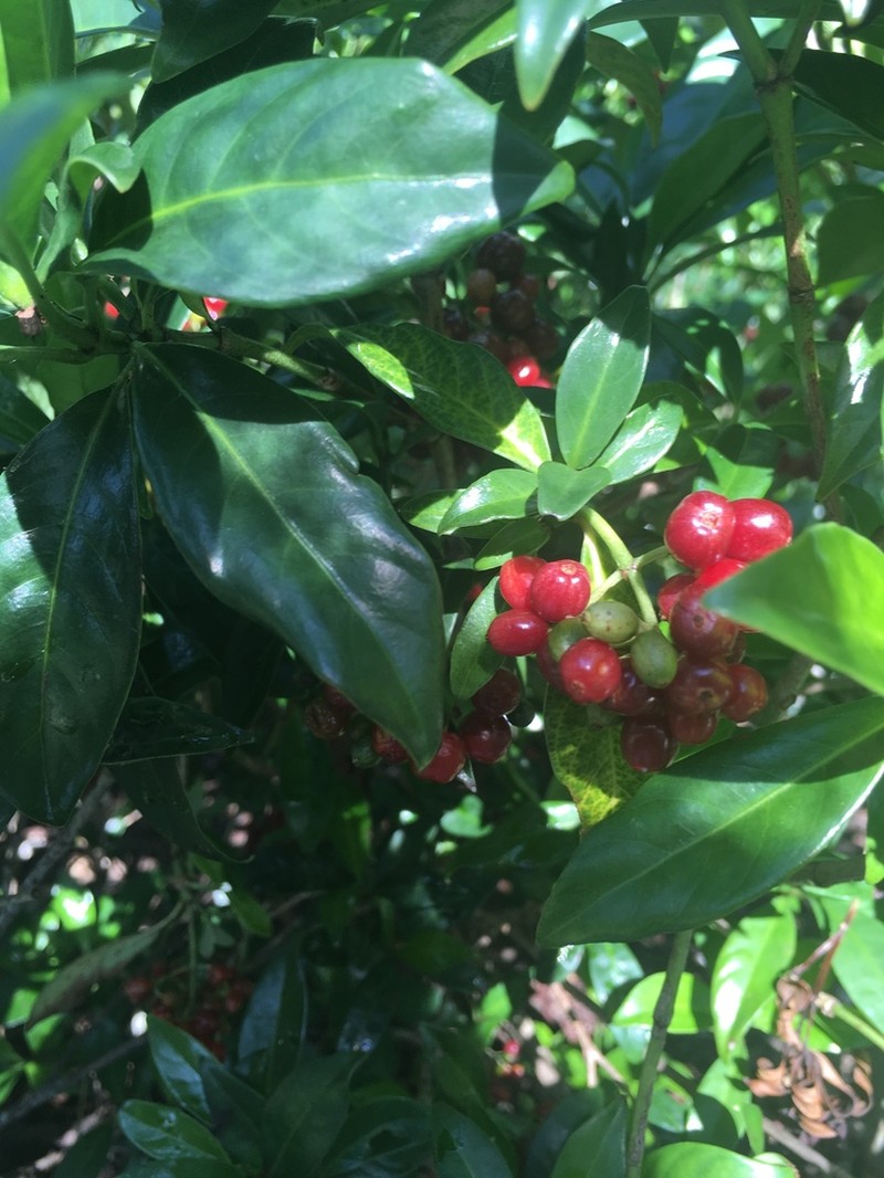 Bahama Wild Coffee photo 3