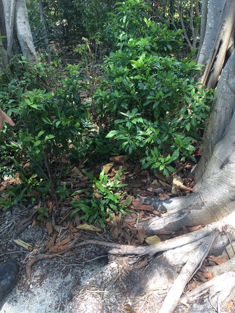Bahama Wild Coffee photo 4