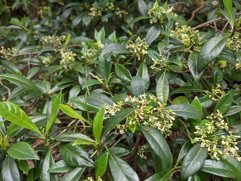 Bahama Wild Coffee photo 5