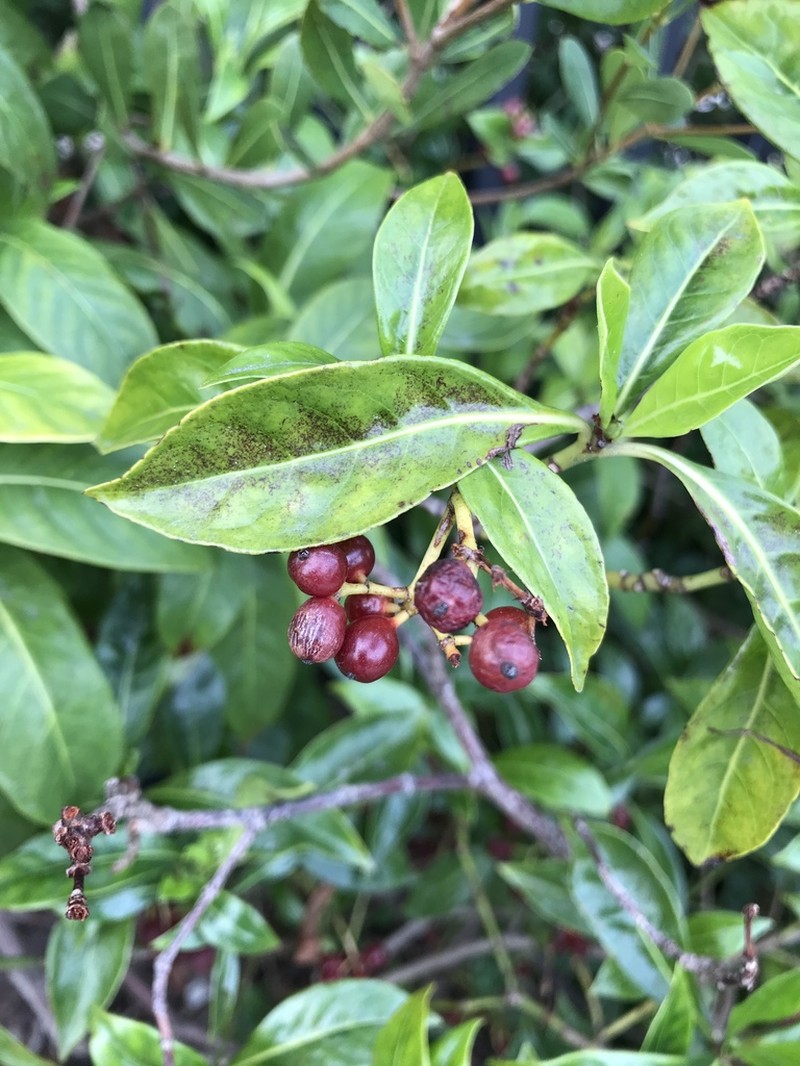 Bahama Wild Coffee photo 6