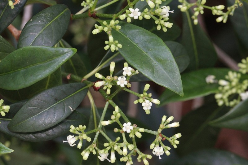 Bahama Wild Coffee photo 7