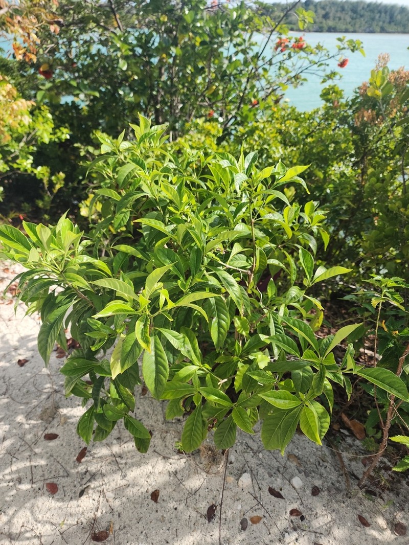 Bahama Wild Coffee photo 8