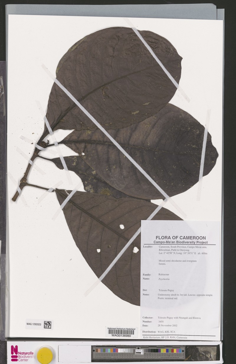 Psychotria longicalyx