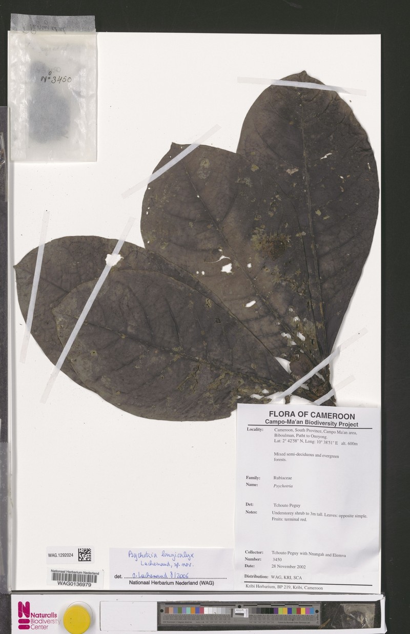 Psychotria longicalyx photo 2