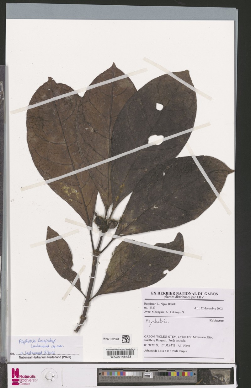 Psychotria longicalyx photo 3
