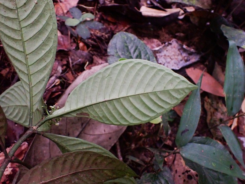 Psychotria longicornis
