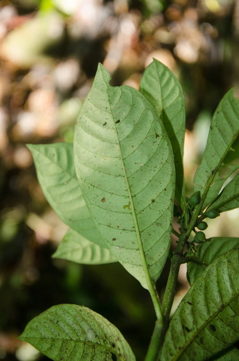 Psychotria longicornis photo 2