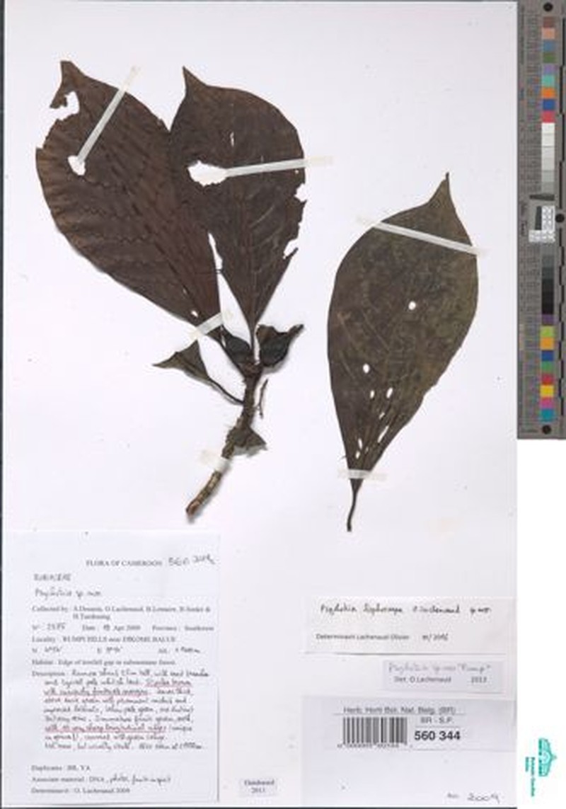 Psychotria lophocarpa